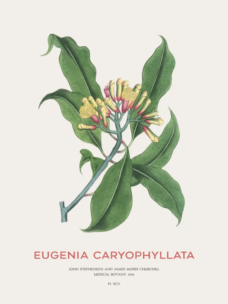 Chiodi di garofano o Eugenia caryophyllata pellicola backlit da Vintagrafica