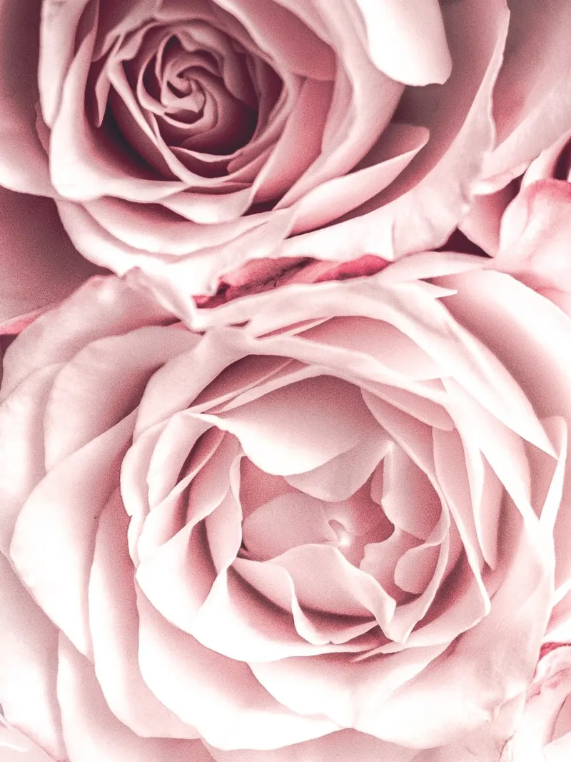 Rose rosa pallido - Elegante design floreale alluminio dibond da Whole©