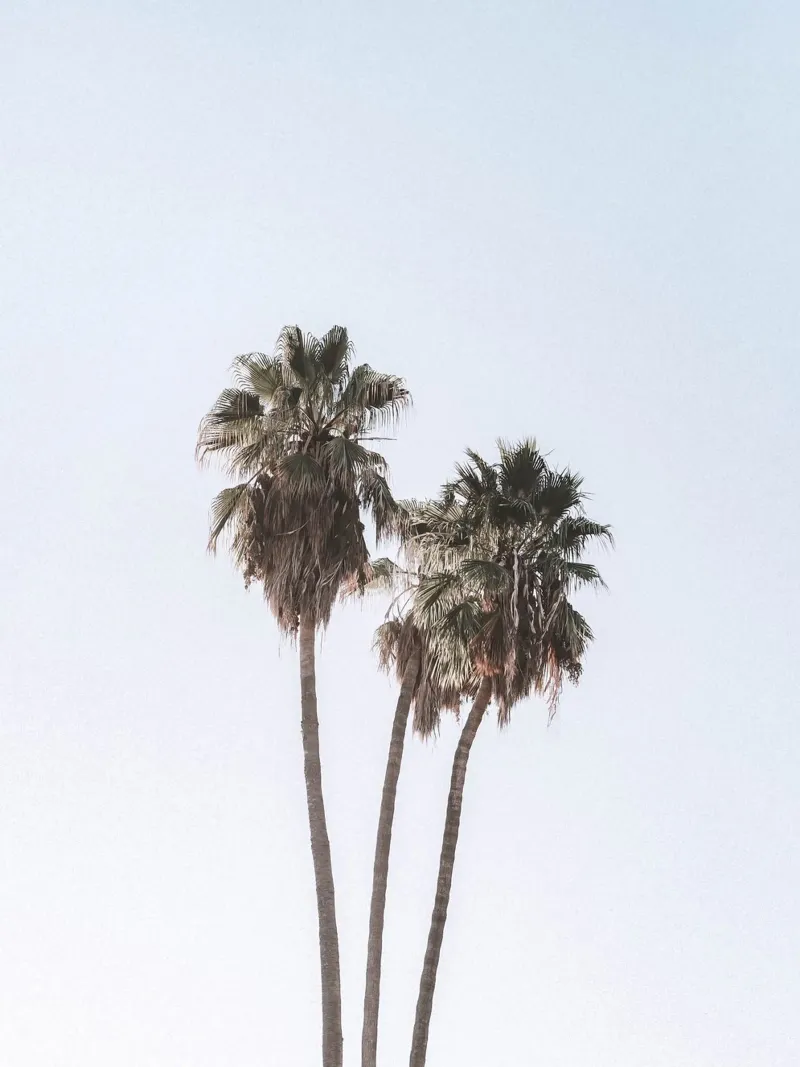 Minimalist palm trees - tropical summer design backlit film by Whole©