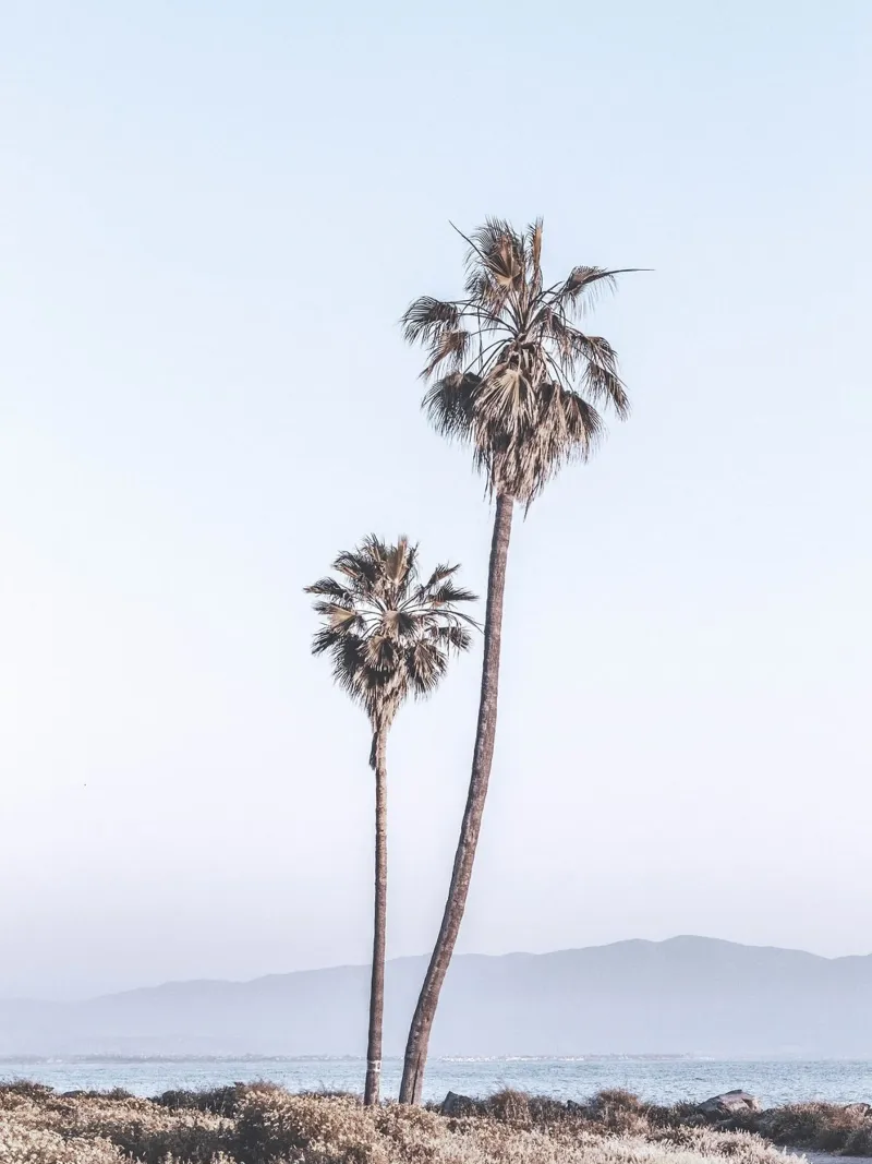 Palm trees and coast - Tropical nature motif canvas with Floater frame by Whole©