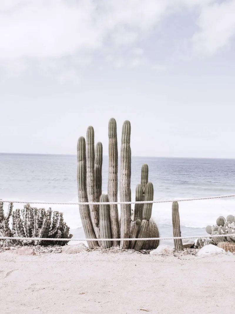 Cactus in riva al mare: il design costiero a contatto con la natura pellicola backlit da Whole©
