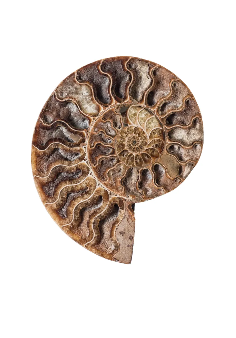 Schelp fossiele ammoniet hahnemühle van Curious Collections by Marielle Leenders