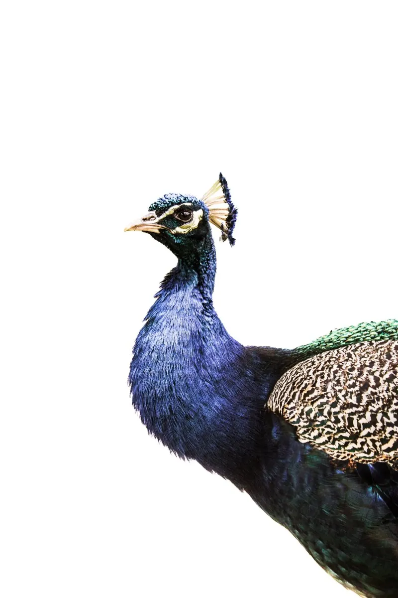 Blue Peacock poster with plastic frame by Victoria Frost