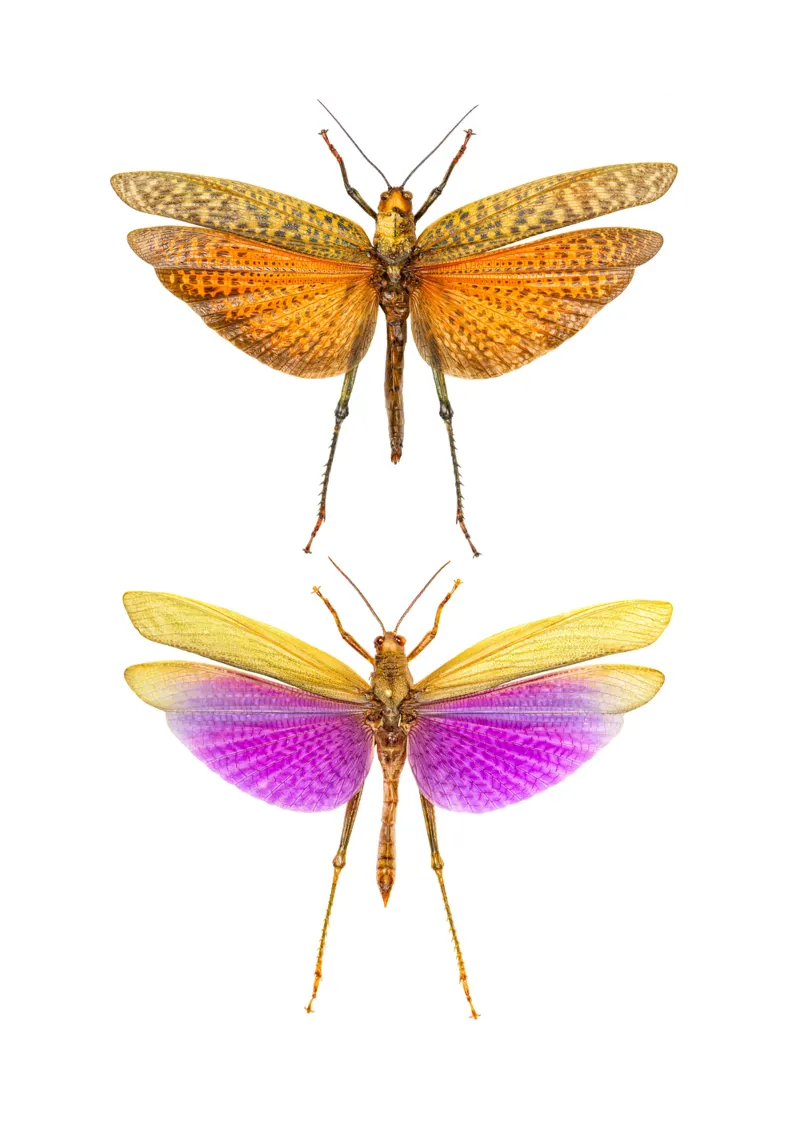 Armonia colorata: Grilli pellicola backlit da Curious Collections by Marielle Leenders