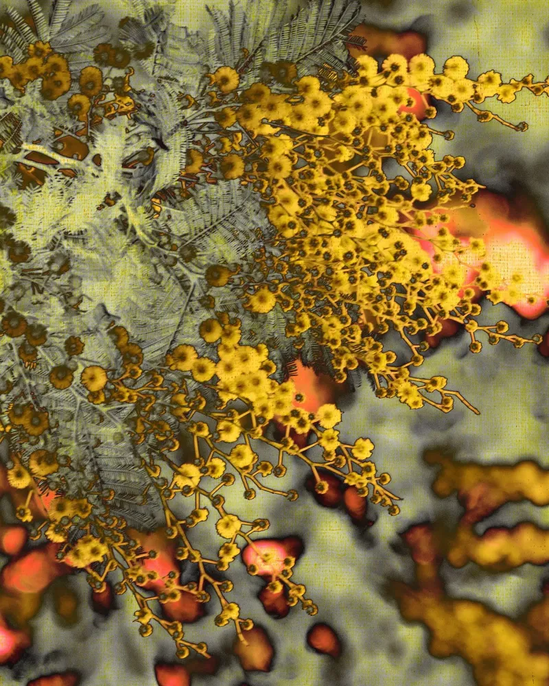 Mimosa astratta pellicola backlit da Teresa André