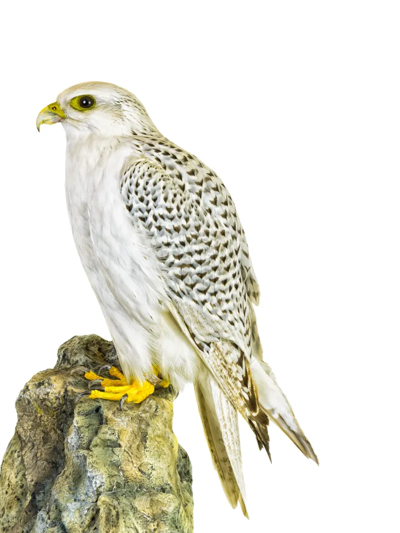 Witte Buizerd canvas met Baklijst van Curious Collections by Marielle Leenders