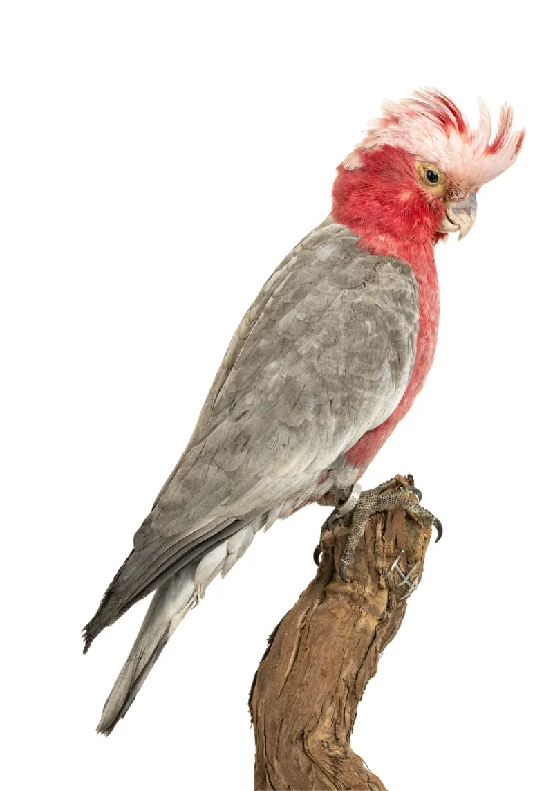 Cacatua rosa pellicola backlit da Curious Collections by Marielle Leenders