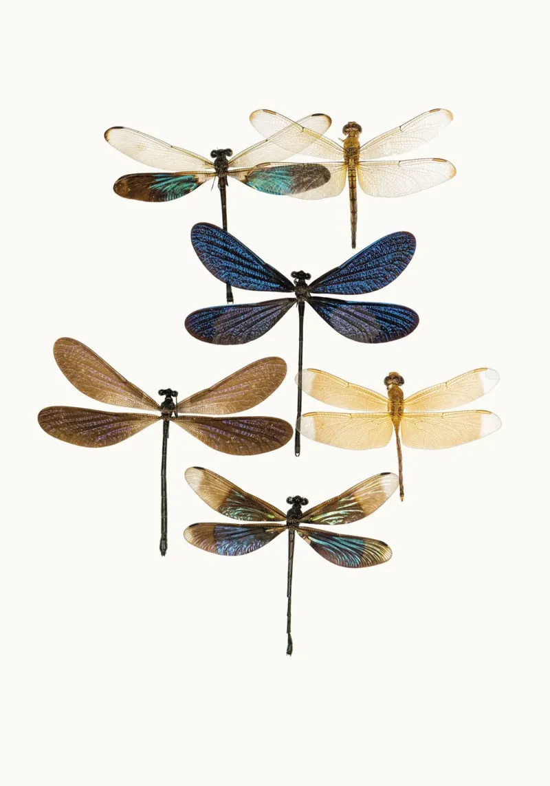 Libellule pellicola backlit da Curious Collections by Marielle Leenders