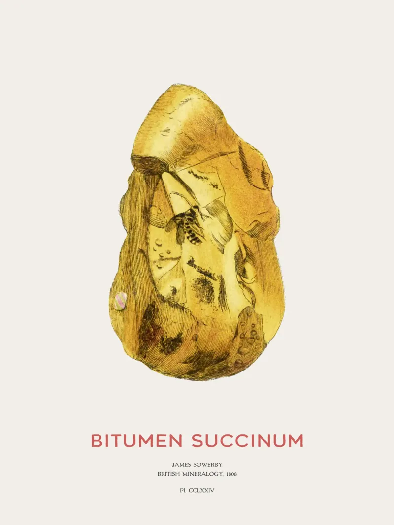 Bernstein oder Bitumen Succinum Hahnemühle von Vintagrafica