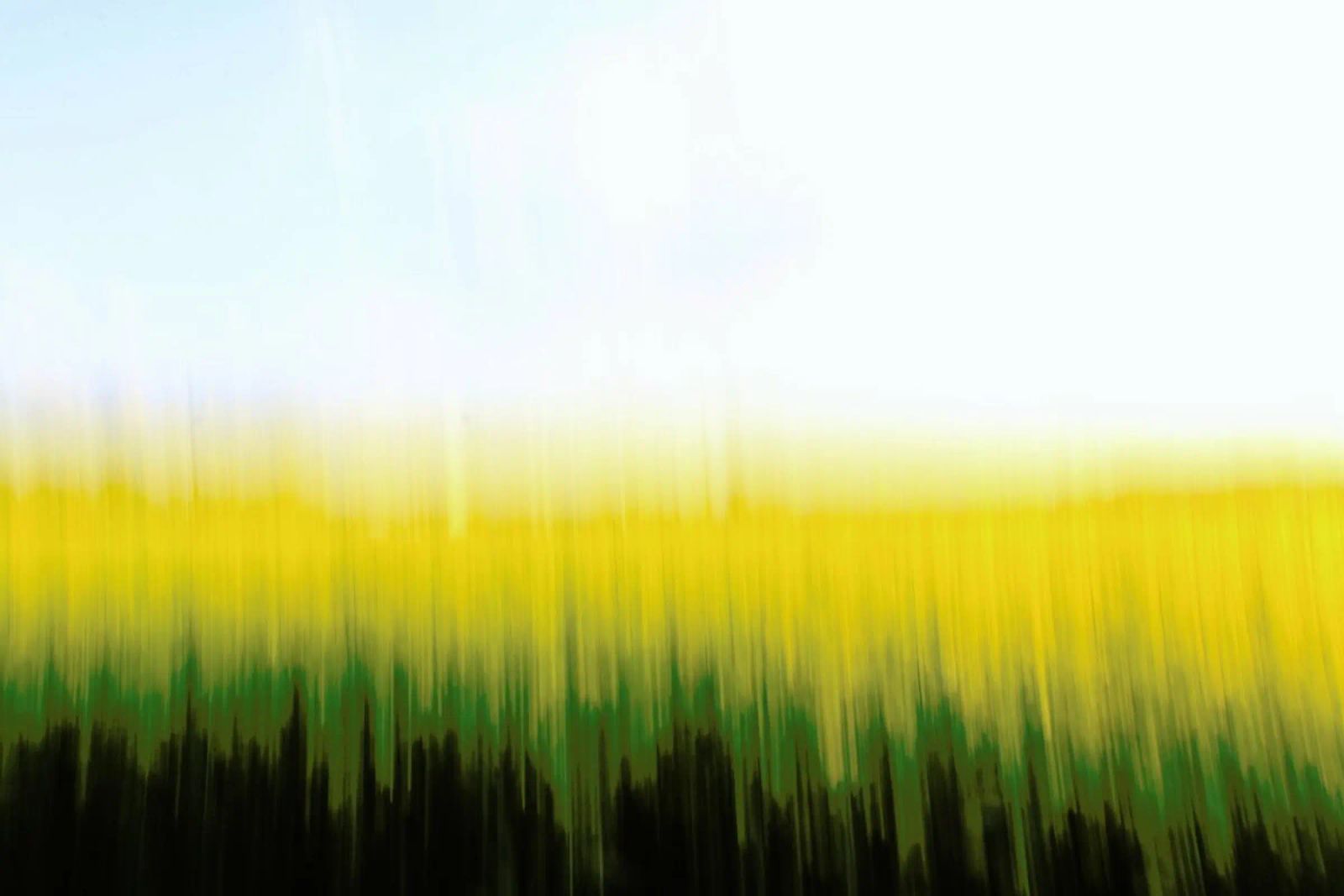 Fields Of Gold 01 poster da steffi photographer