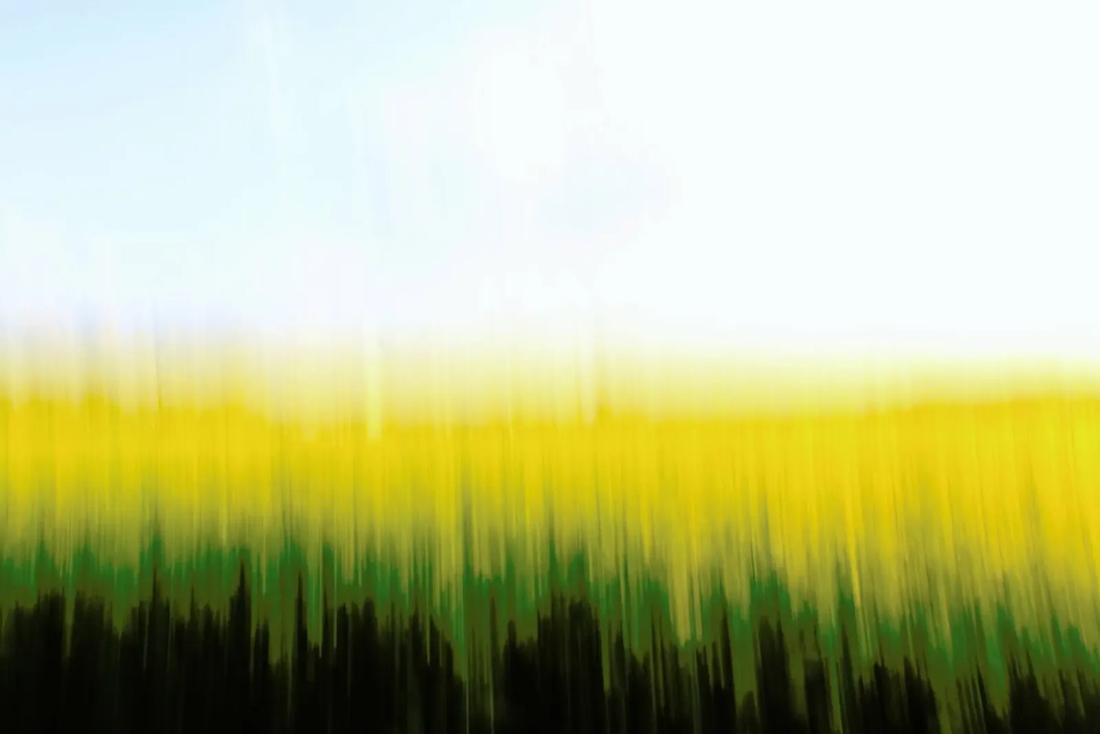 Fields Of Gold 01 carta hahnemühle da steffi photographer