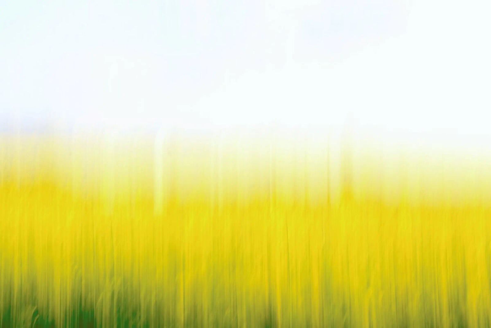 Fields Of Gold 99 Leinwand von steffi photographer