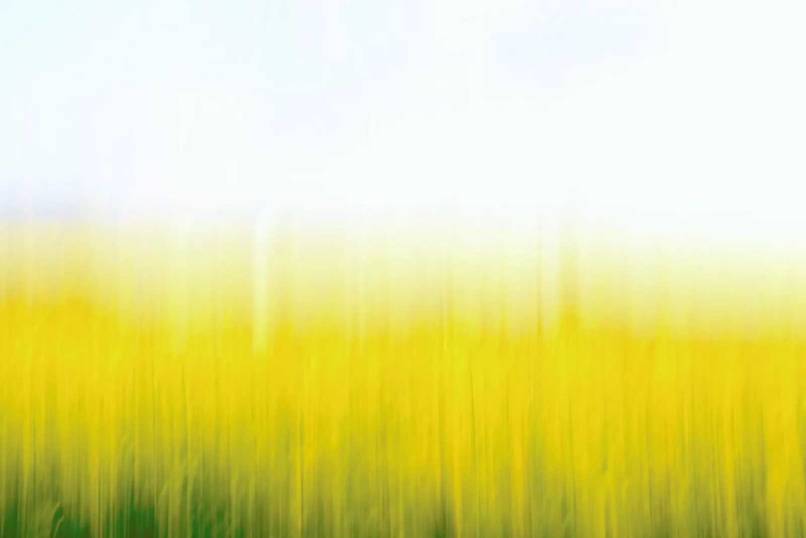 Fields Of Gold 99 tela da steffi photographer