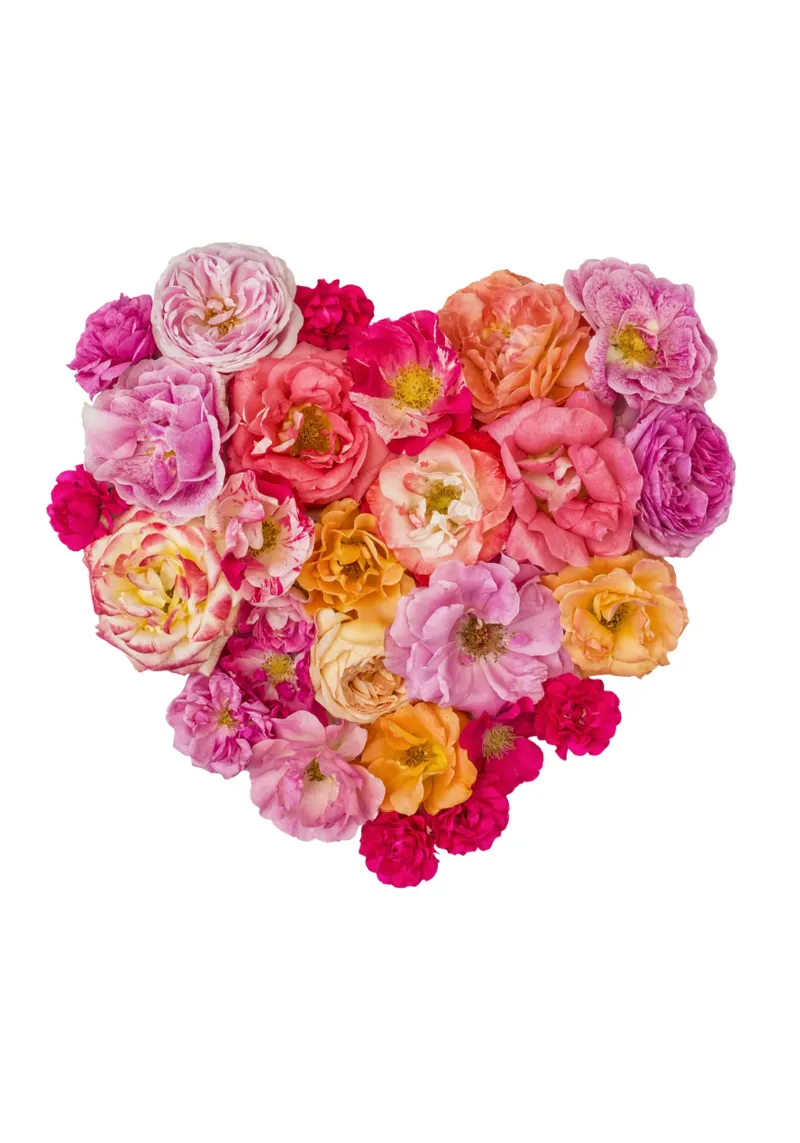 Cuore di rose colorate pellicola backlit da Curious Collections by Marielle Leenders