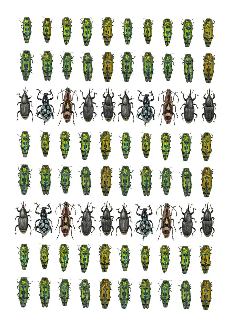 Winzige Käfer Alu-Dibond von Curious Collections by Marielle Leenders