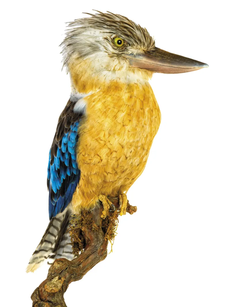 Kookaburra pellicola backlit da Curious Collections by Marielle Leenders