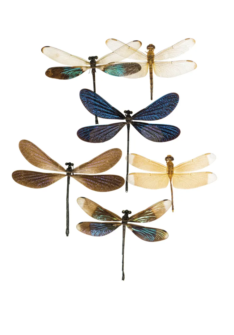 Libellule pellicola backlit da Curious Collections by Marielle Leenders
