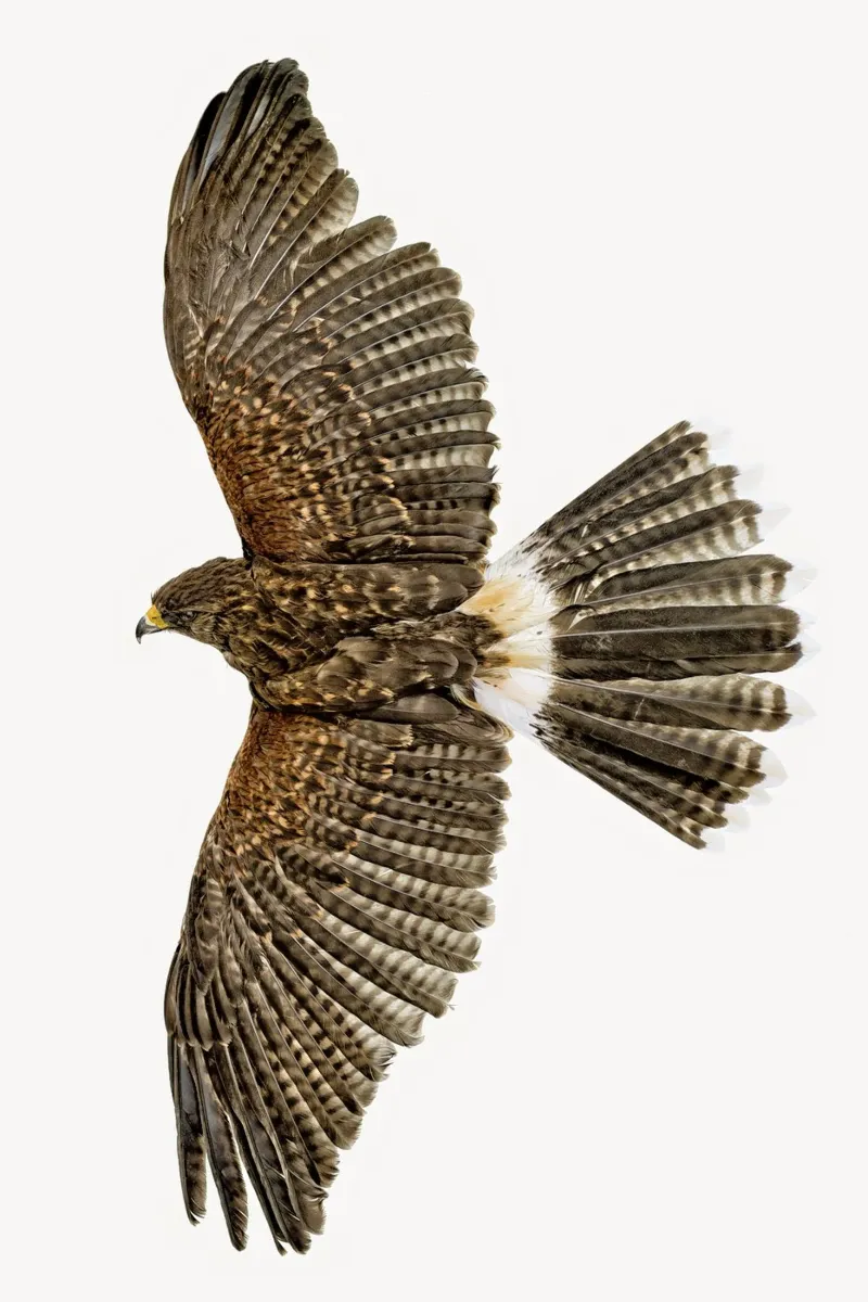 Soaring Eagle backlit film by Curious Collections by Marielle Leenders