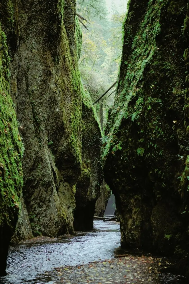 Oneonta Gorge pellicola backlit da Kevin Russ