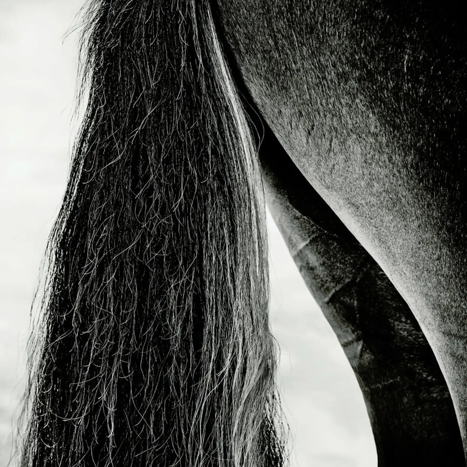 Embracing Light - Piet Flour metacrilato de Pictufy