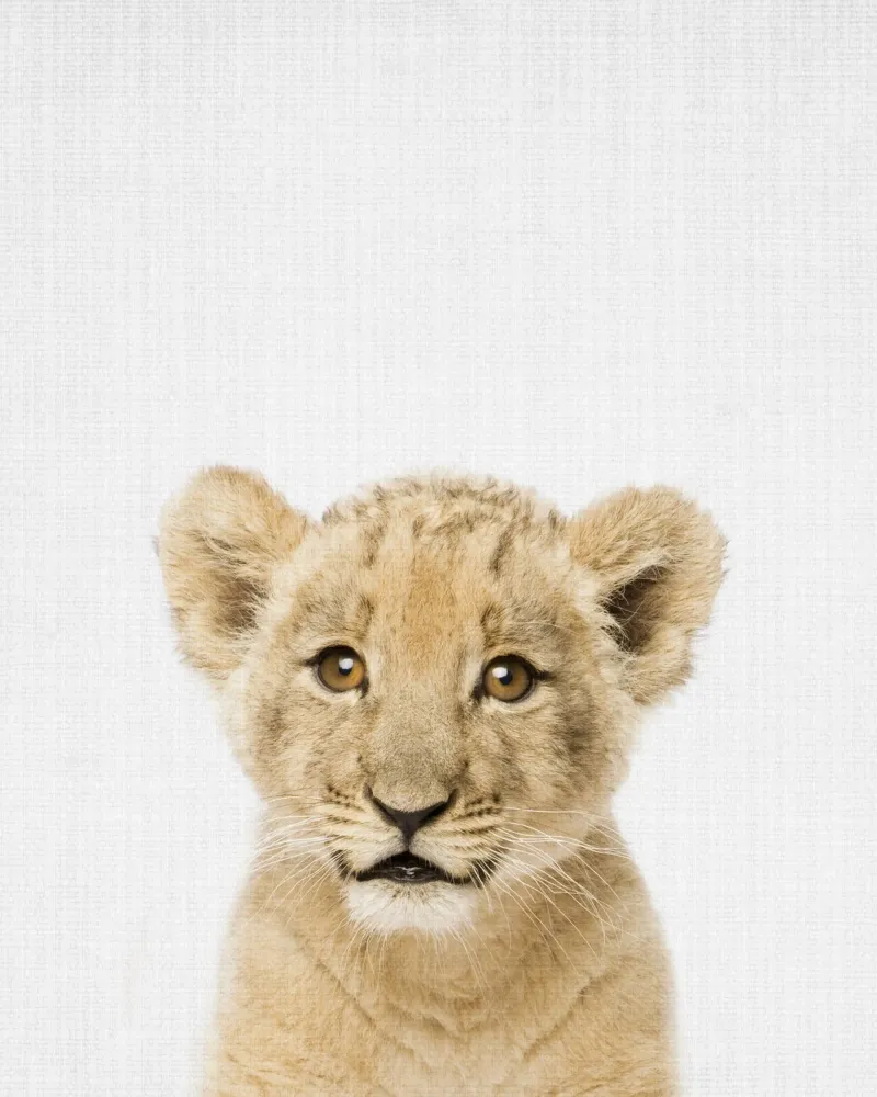 Peekaboo Lion Cub pellicola backlit da Lila x Lola