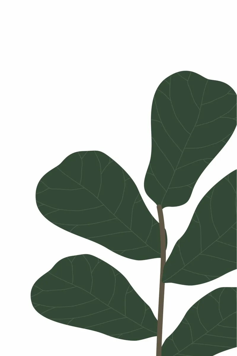 ficus lyrata carta hahnemühle da Atelier W