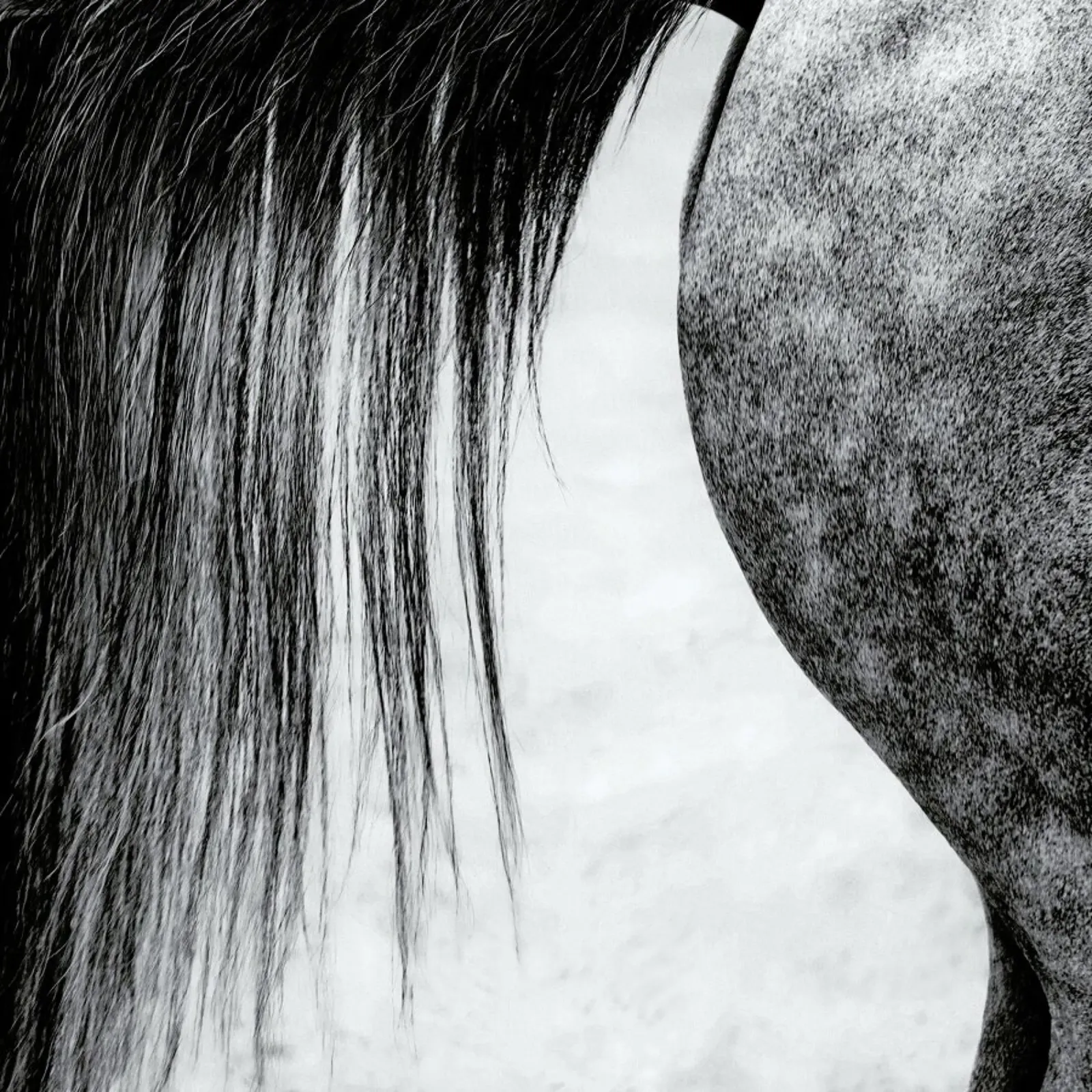 Lines In Black And White - Piet Flour alluminio dibond da Pictufy