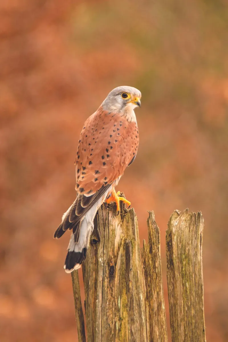 Gheppio comune pellicola backlit da Dave Hare Photography
