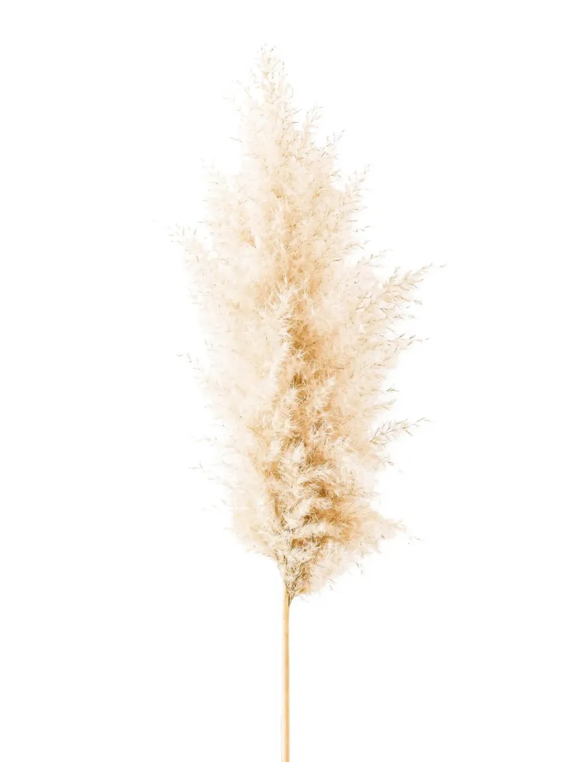 Natural elegance - Pampas grass Minimalist canvas with Floater frame by Whole©