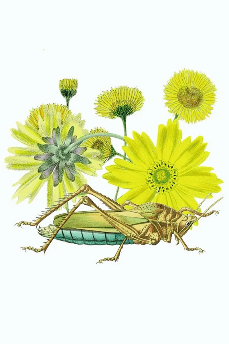 Yellow Flowers and Grasshopper pellicola backlit da Rococco LA