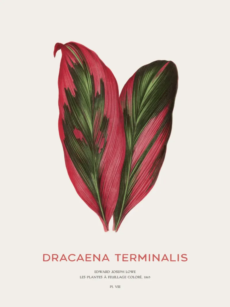 Giglio delle palme o Dracaena Terminalis pellicola backlit da Vintagrafica