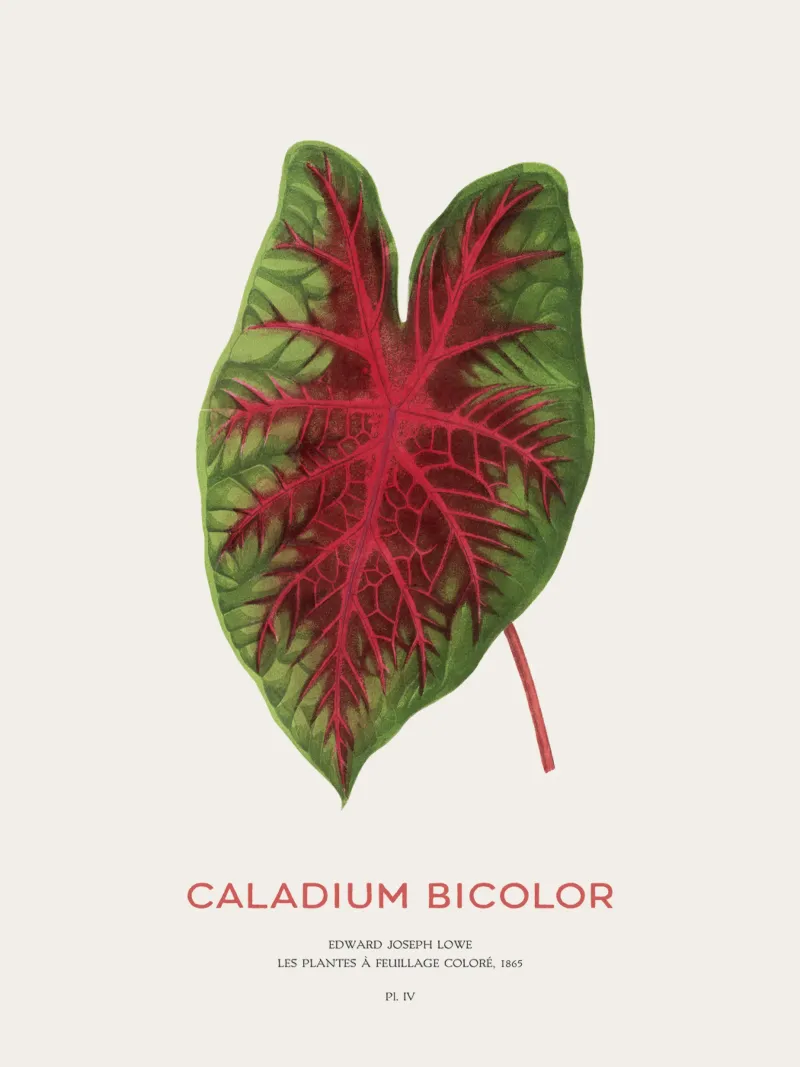 Cuore di Gesù o Caladium Bicolor pellicola backlit da Vintagrafica