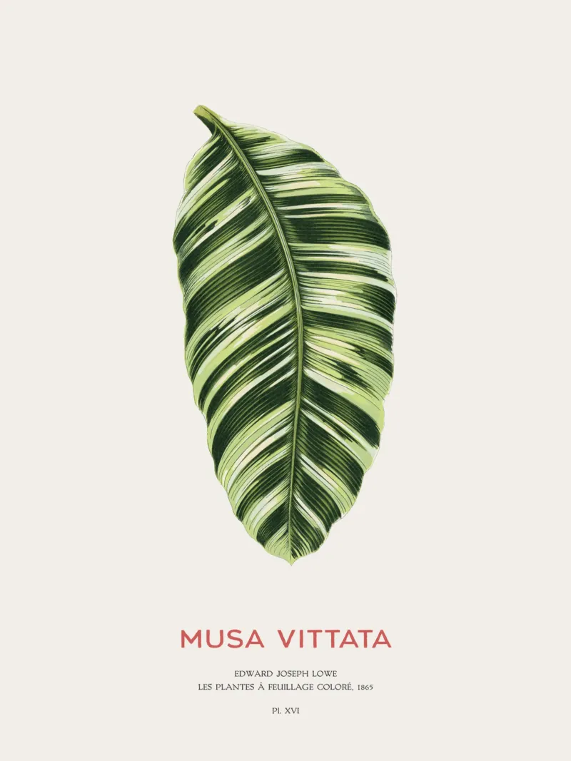Musa Vittata - Banana leaf poster con telaio in alluminio da Vintagrafica