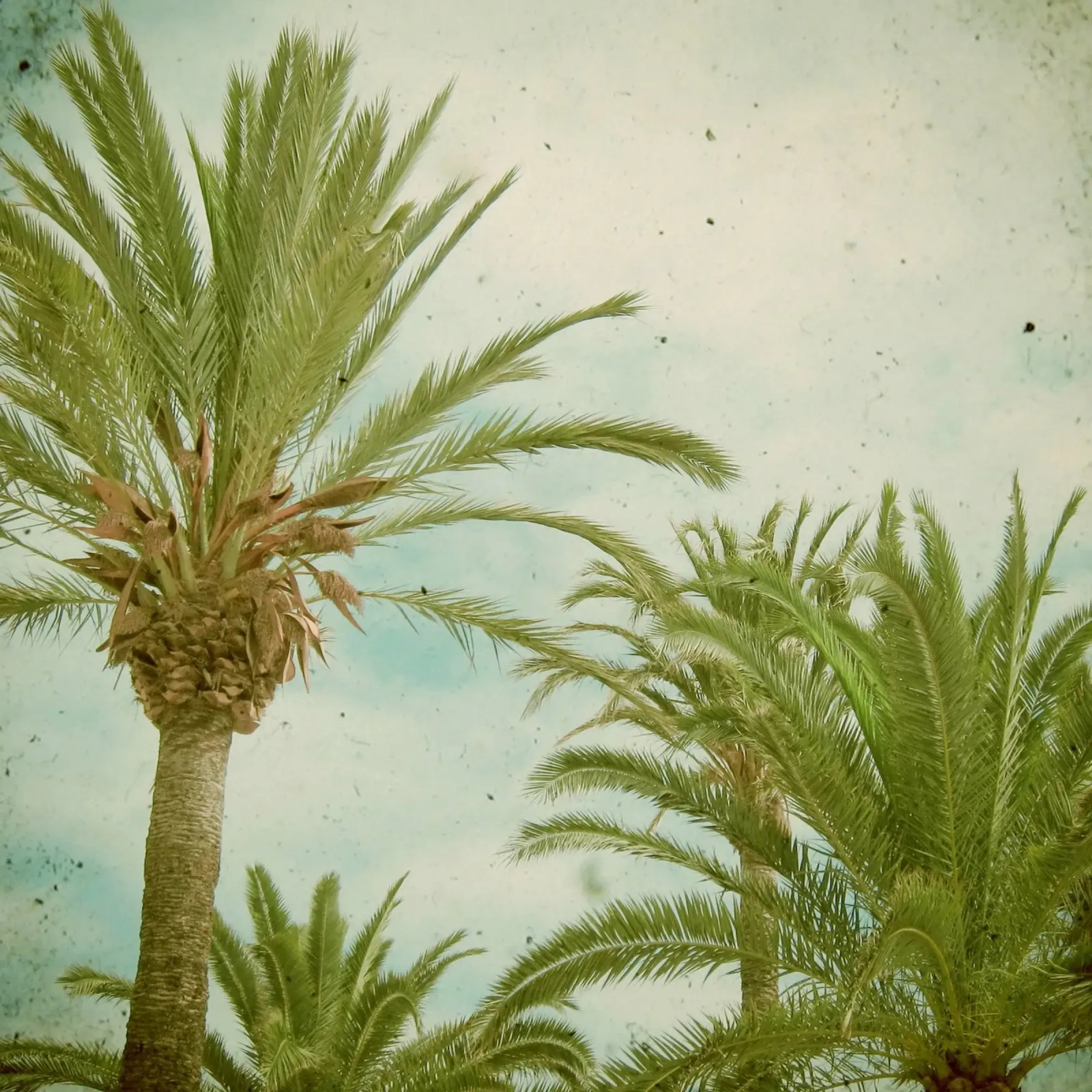 Palm Trees hahnemühle by Cassia Beck Photography