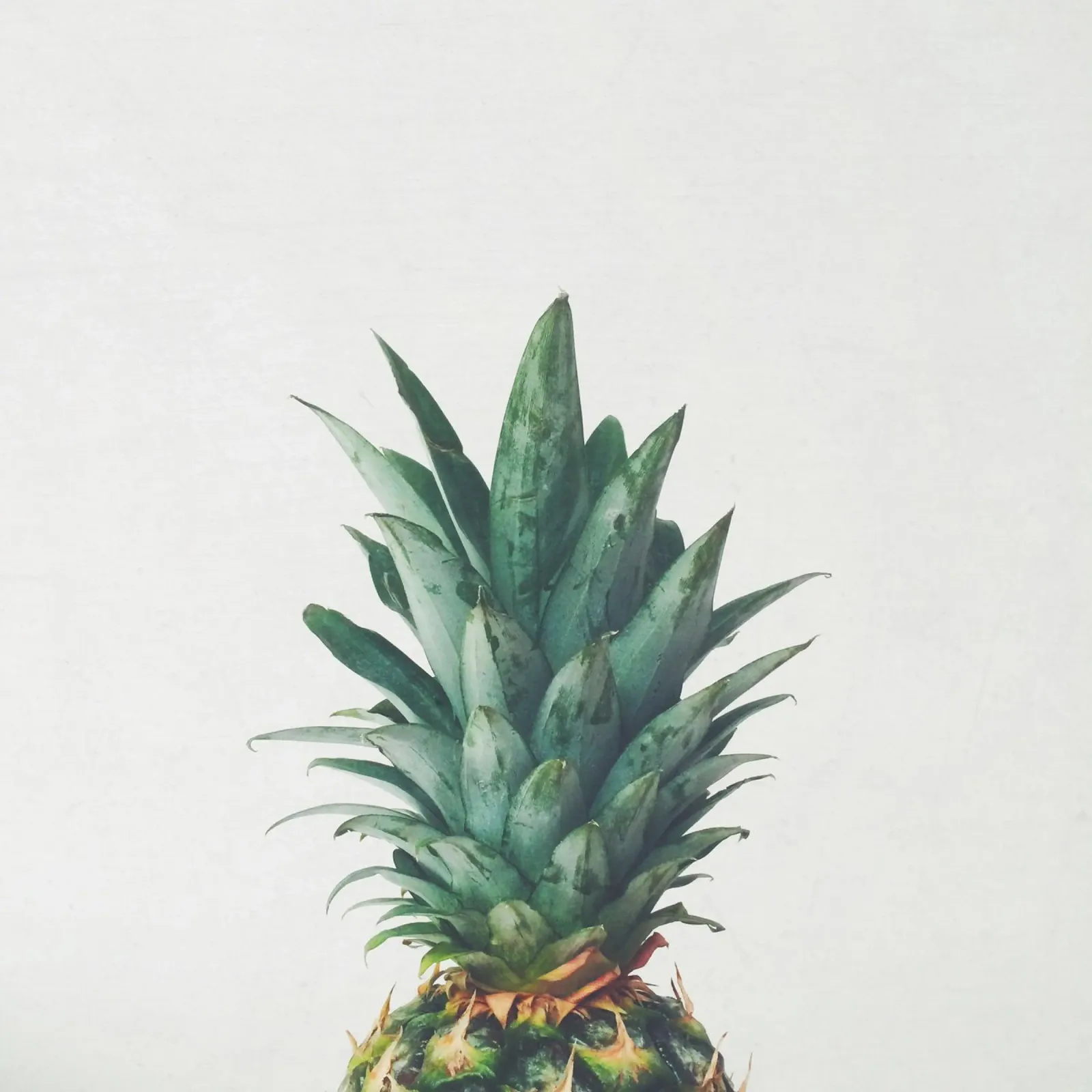 Ananas Top pellicola backlit da Cassia Beck Photography