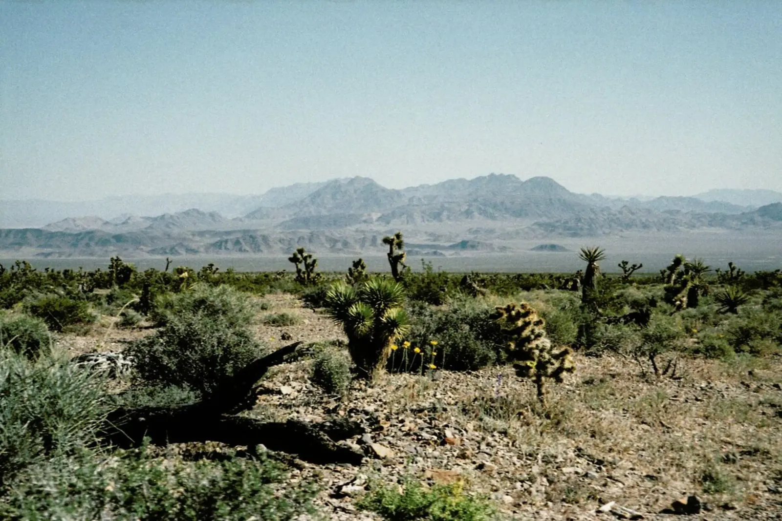 Nevada Desert Scene pellicola backlit da Kevin Russ