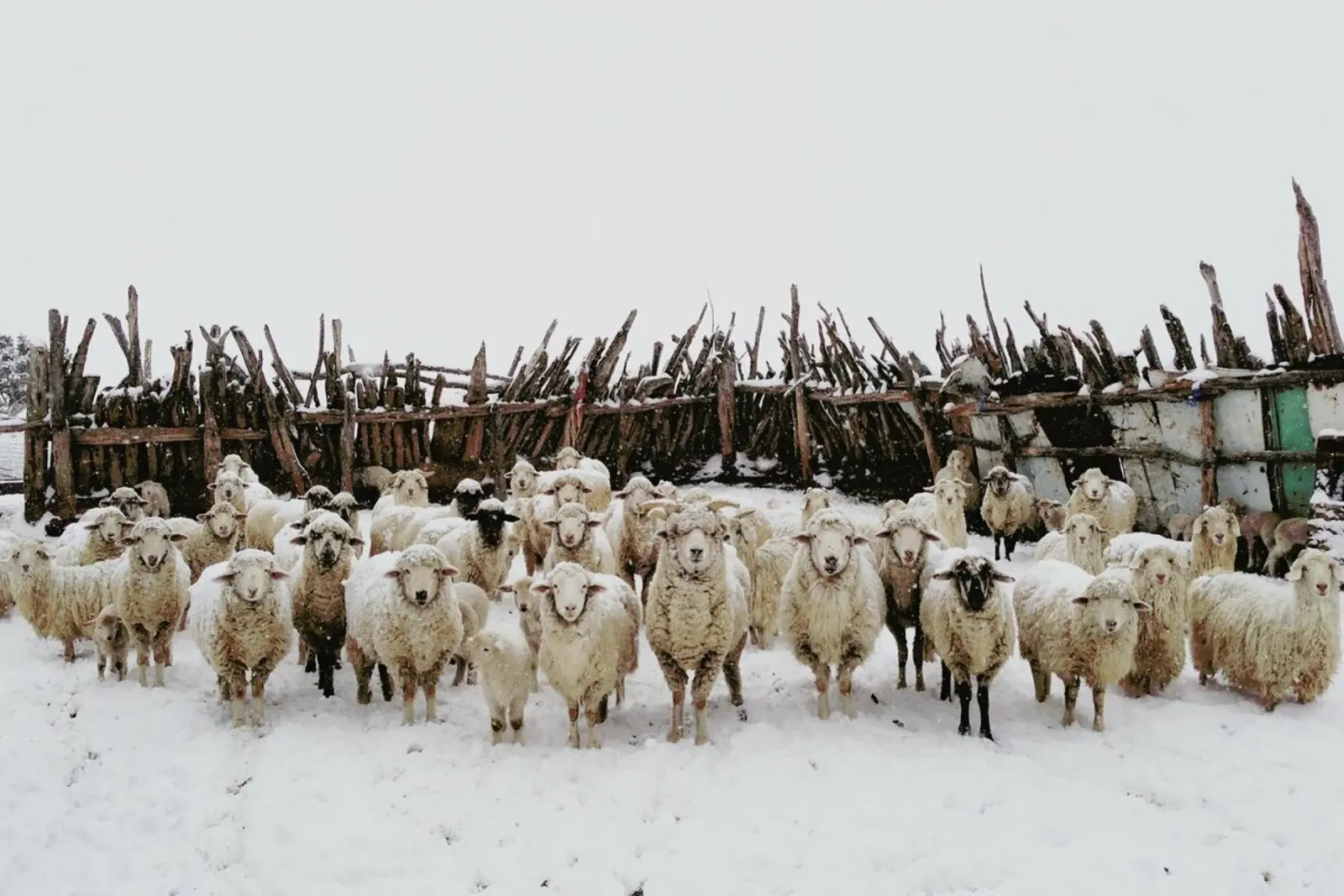 Snowy Sheep Stare pellicola backlit da Kevin Russ