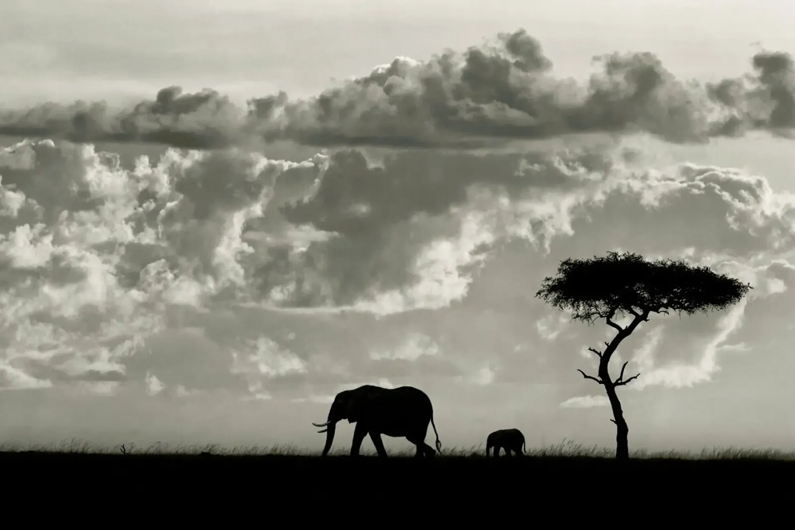 Silhouettes of Mara - Mario Moreno carta hahnemühle da Pictufy