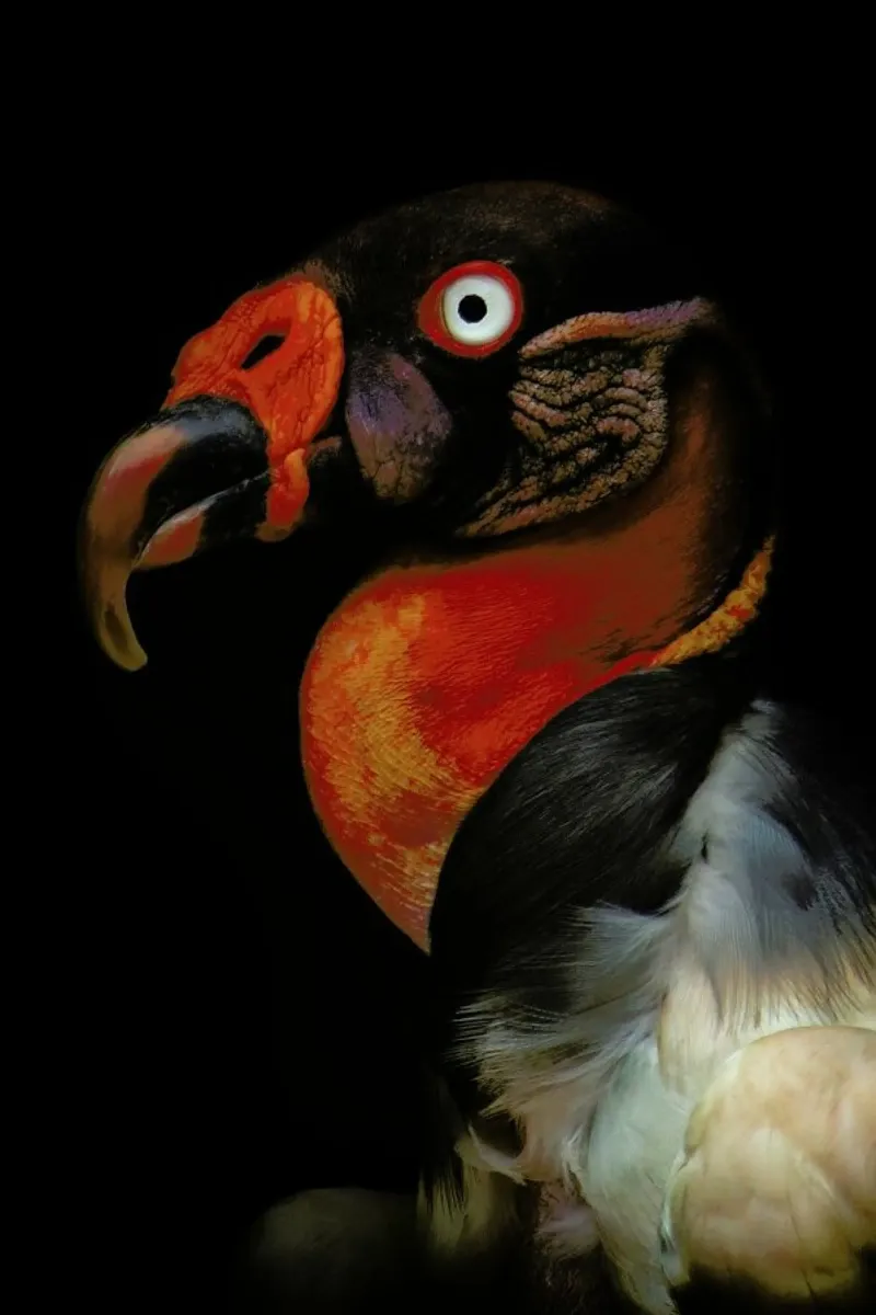 King Vulture - Sarcoramphus Papa - Ferdinando Valverde poster con telaio in legno da Pictufy