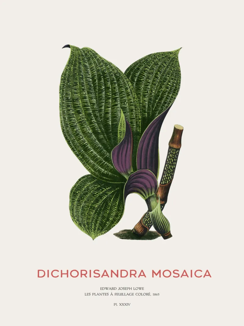 Dichorisandra Mosaica leaf pellicola backlit da Vintagrafica