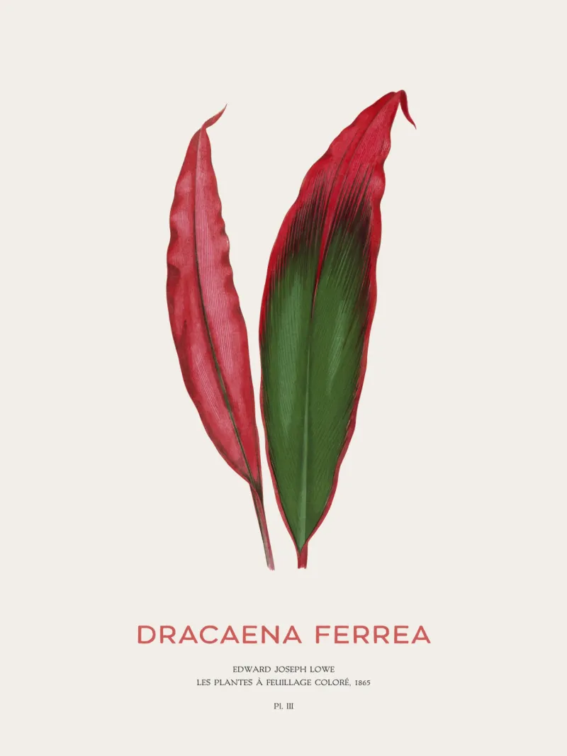 Ti-Pflanze oder Dracaena Ferrea Hahnemühle von Vintagrafica