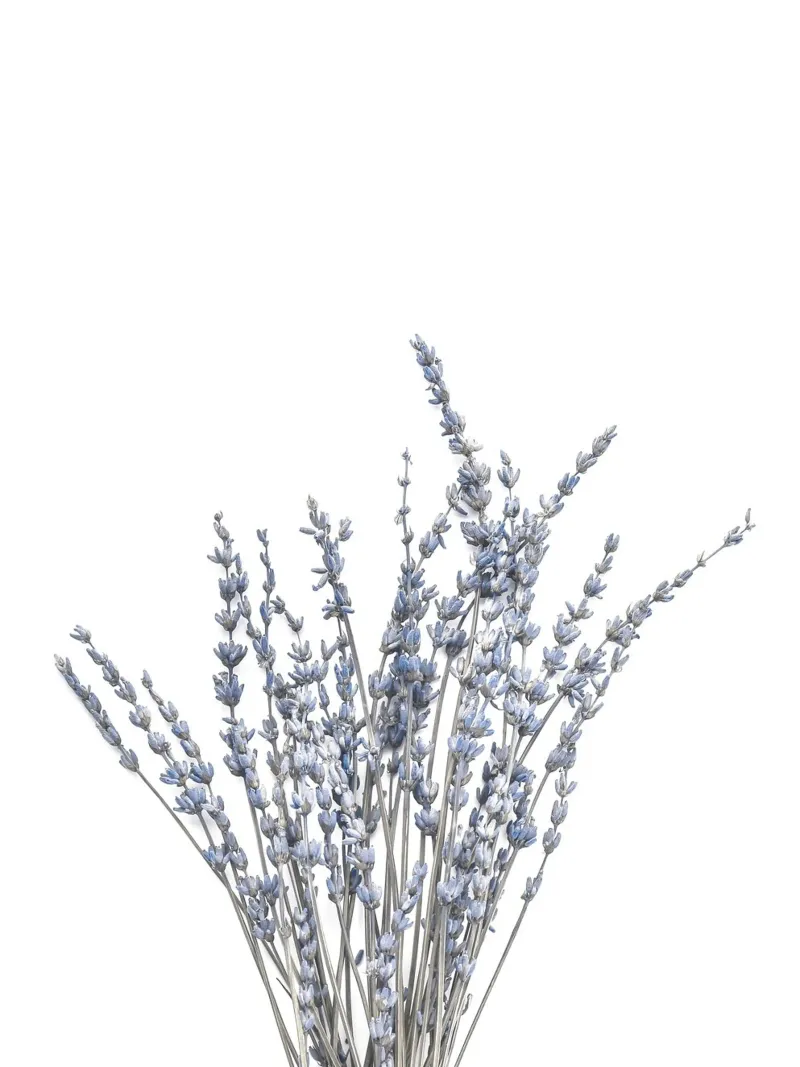 Bouquet di lavanda - Eleganza botanica poster da Whole©