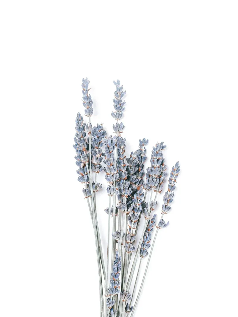 Pure lavender - timeless natural art acrylic glass by Whole©