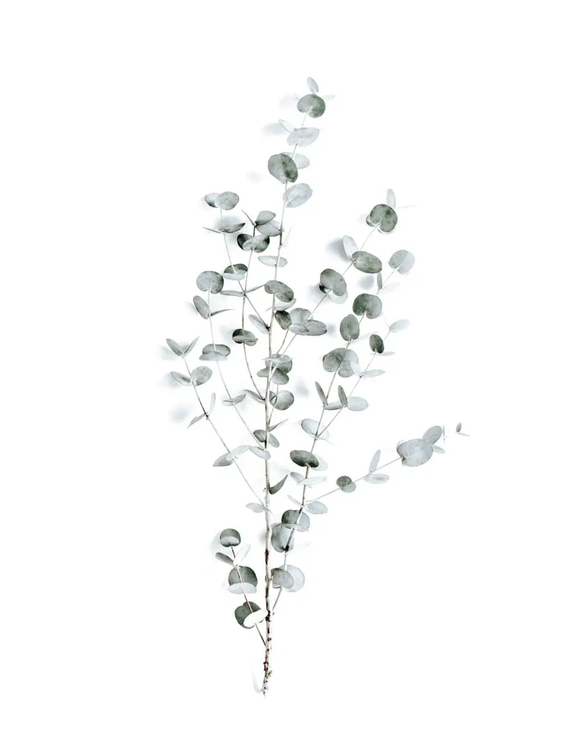 Feuilles d'eucalyptus - Moderne et léger toile de Whole©