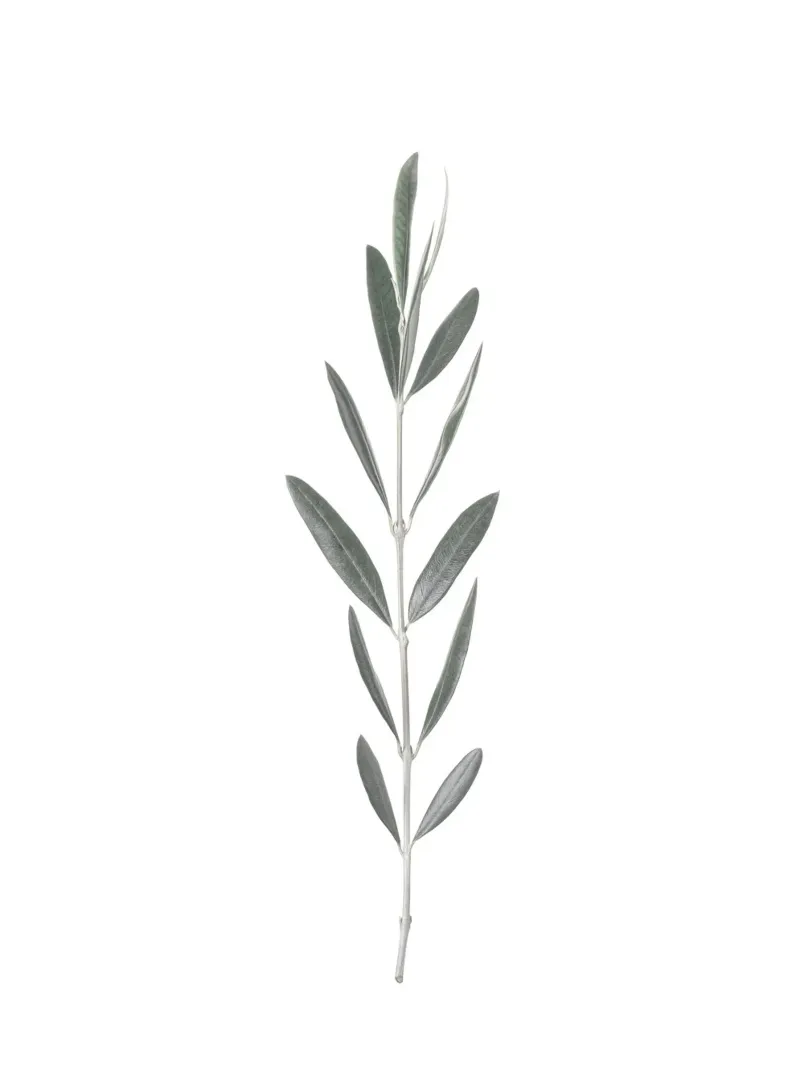 Olivenzweig Minimalistisch - Mediterraner Flair Poster mit Kunststoffrahmen von Whole©