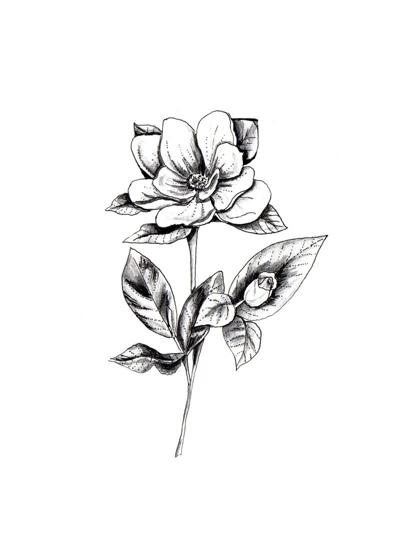 Magnolia Flower Drawing poster con telaio in plastica da anisillustration