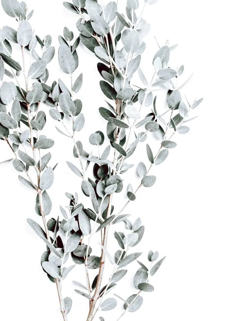 Vrilles d'eucalyptus - une légèreté naturelle poster de Whole©