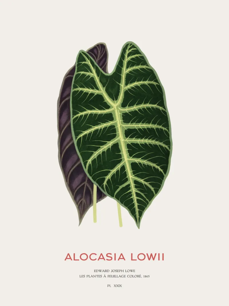 Alocasia Drachenzahn oder Alocasia Lowii Leinwand mit Schattenfugenrahmen von Vintagrafica