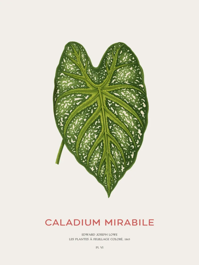 Caladium Mirabile Tropical Leaf tela con Cornice a cassetta da Vintagrafica