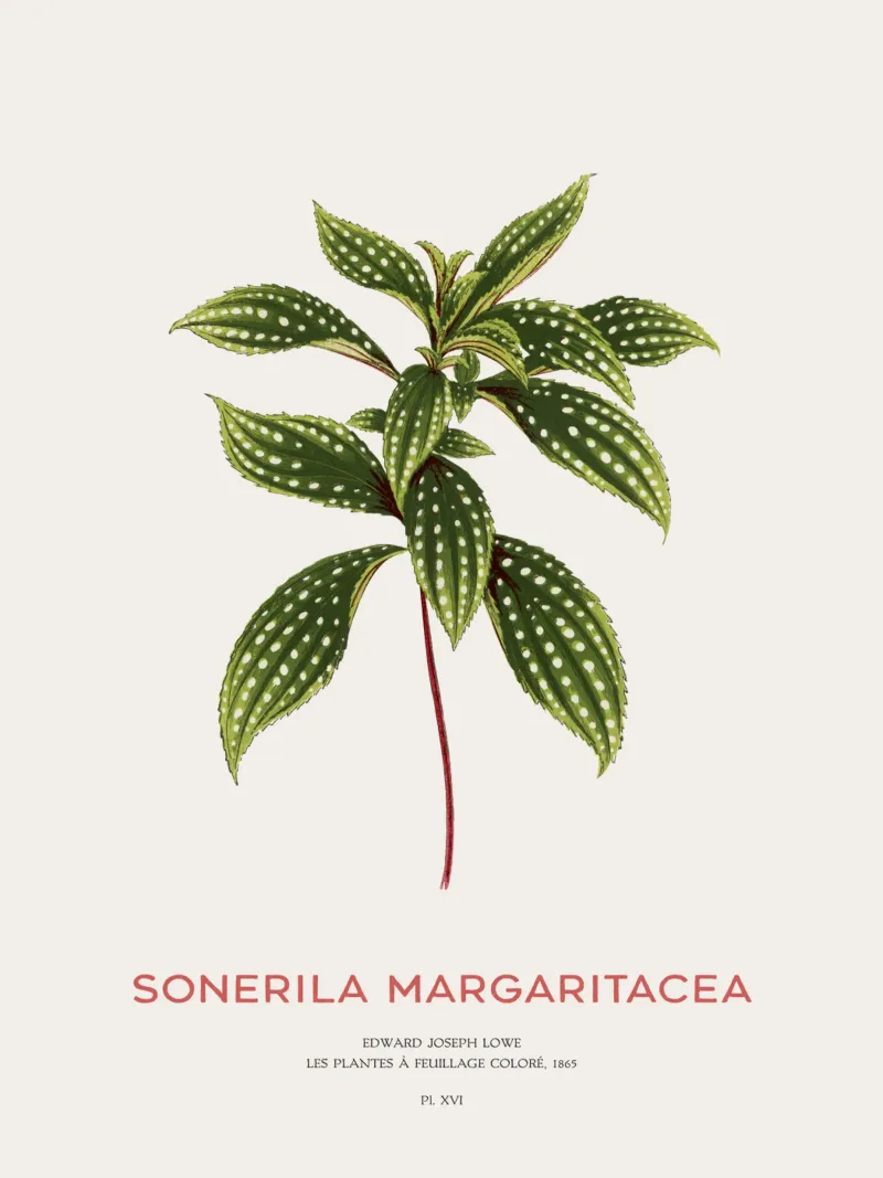 Sonerila a foglie maculate o Sonerila Magaritacea poster da Vintagrafica